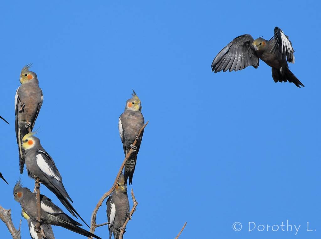 Cockatiels (Nymphicus hollandicus)