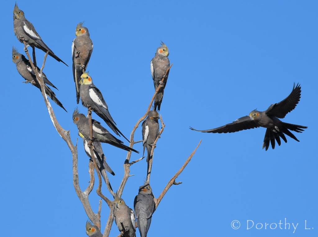 Cockatiels (Nymphicus hollandicus)