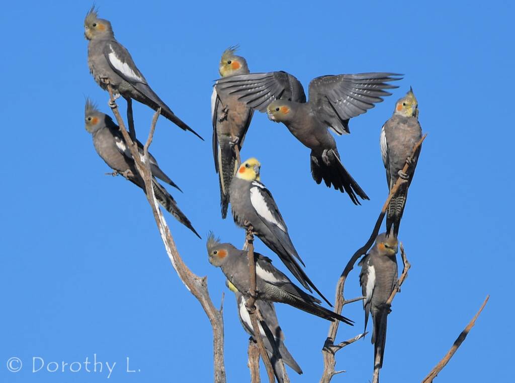 Cockatiels (Nymphicus hollandicus)