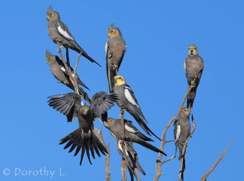 Cockatiels (Nymphicus hollandicus)