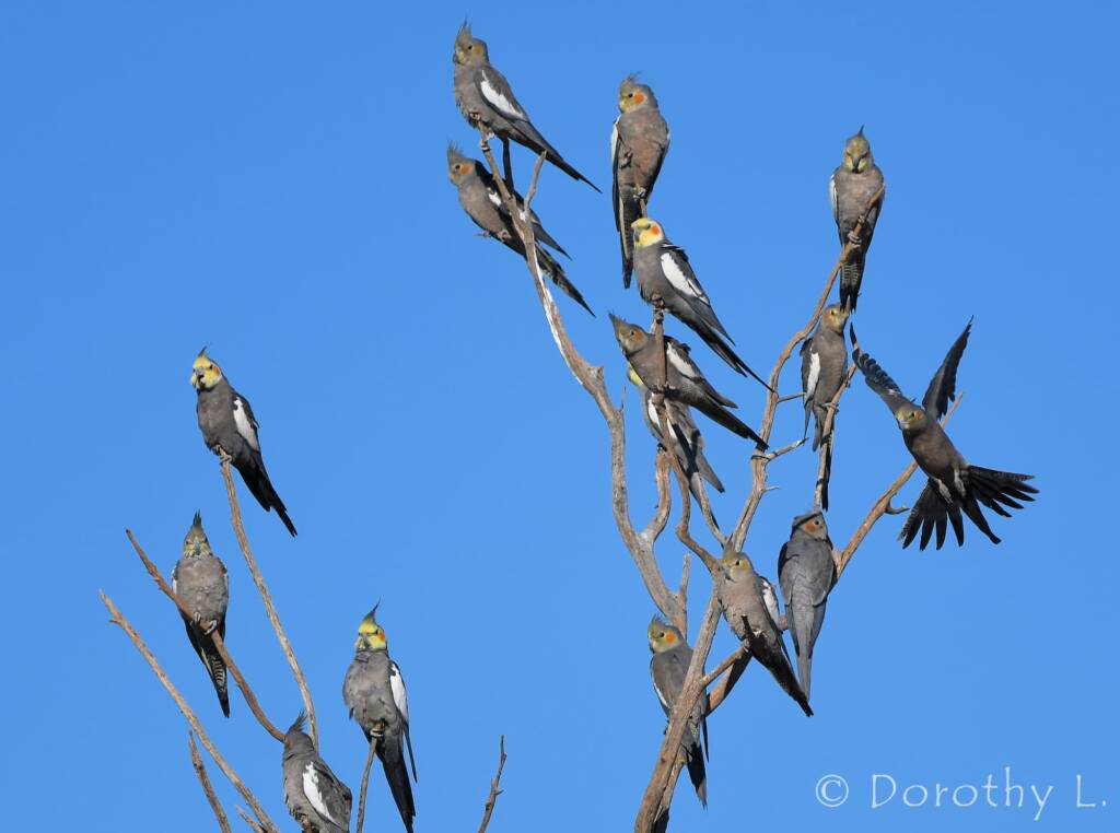 Cockatiels (Nymphicus hollandicus)