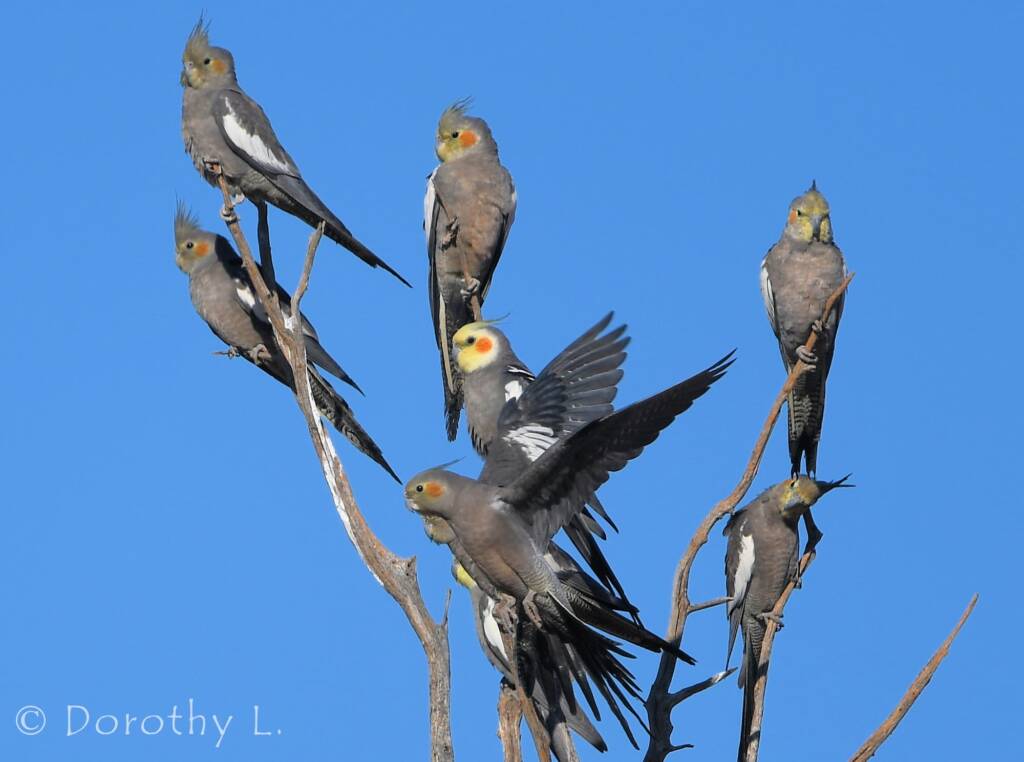 Cockatiels (Nymphicus hollandicus)
