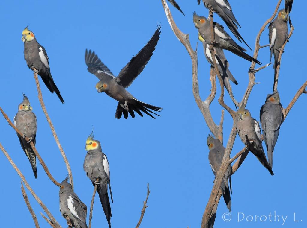 Cockatiels (Nymphicus hollandicus)
