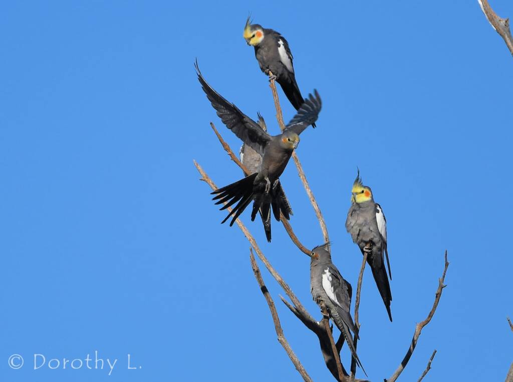 Cockatiels (Nymphicus hollandicus)