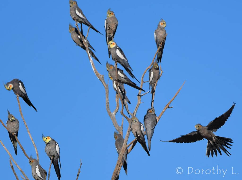 Cockatiels (Nymphicus hollandicus)