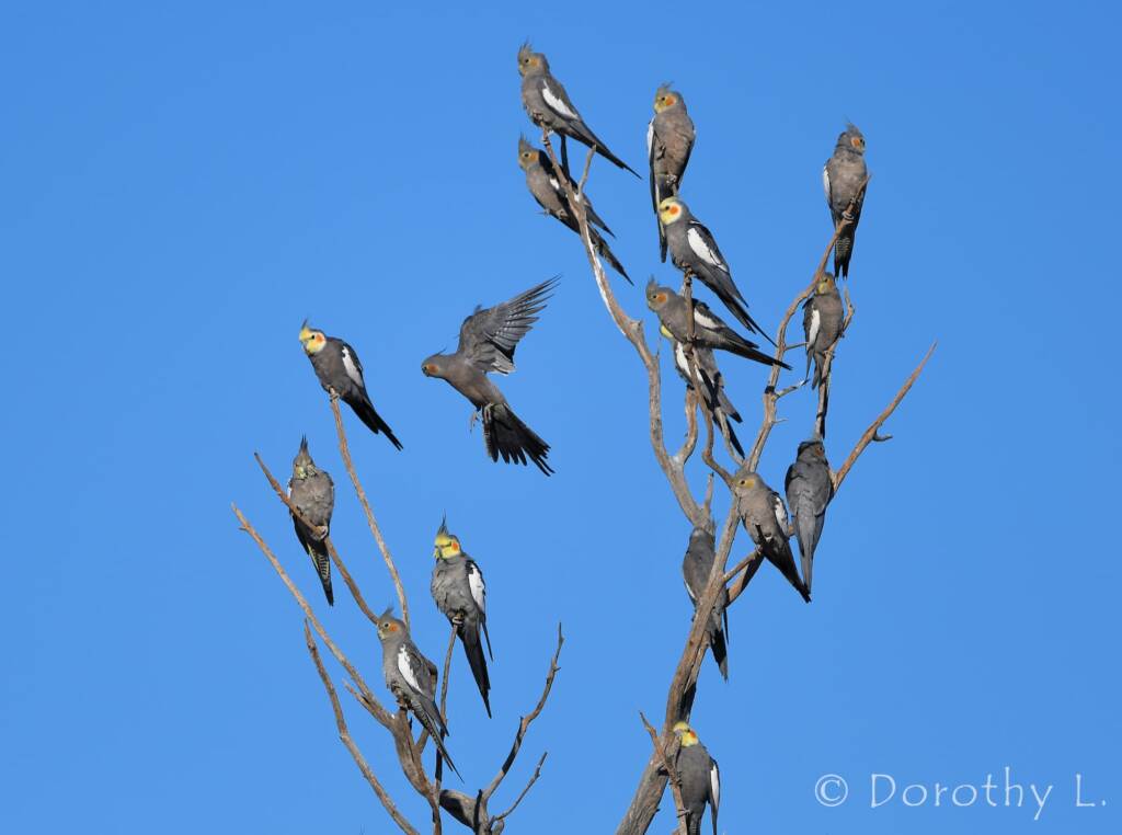 Cockatiels (Nymphicus hollandicus)