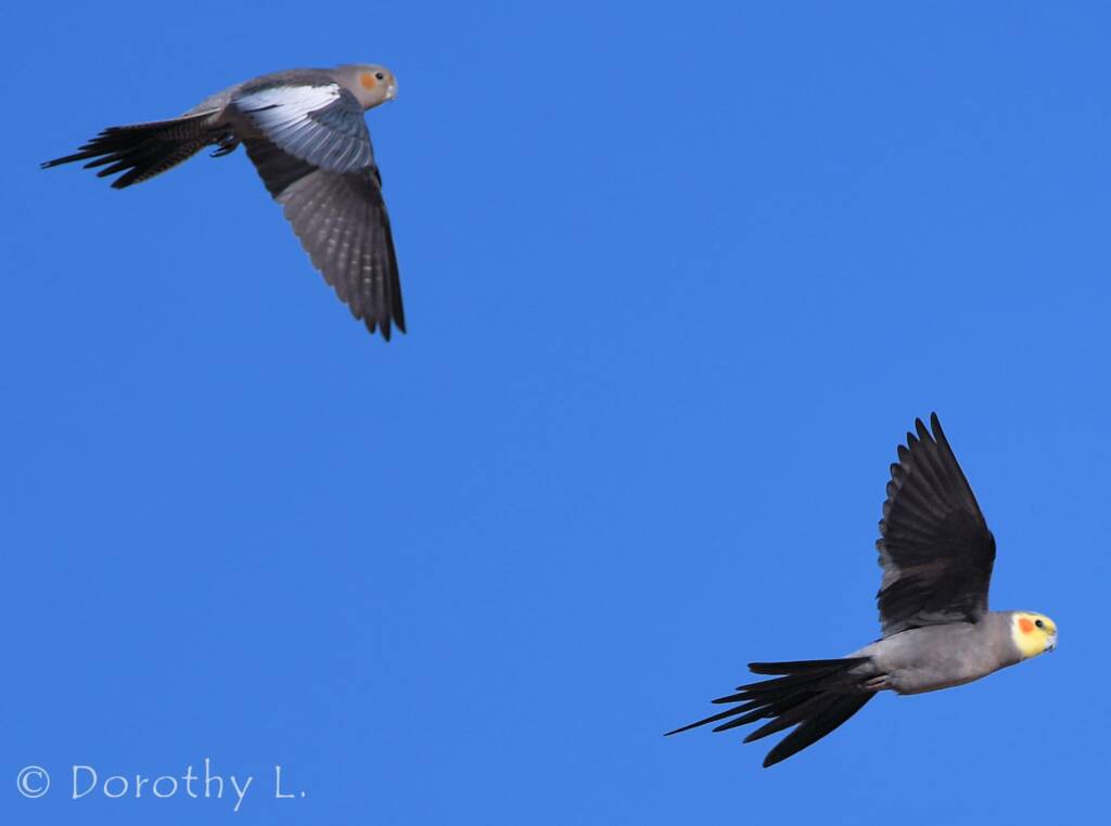 Cockatiels (Nymphicus hollandicus) in flight