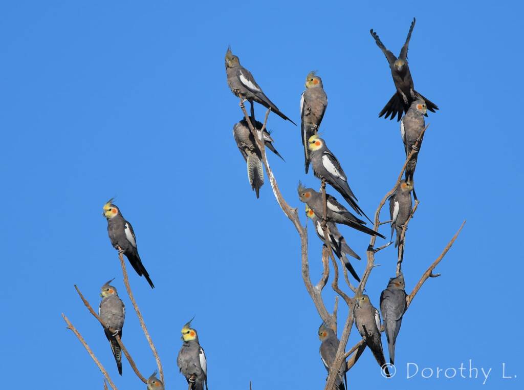 Cockatiels (Nymphicus hollandicus)