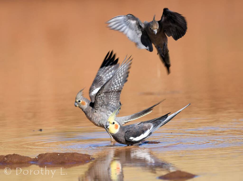 Cockatiels (Nymphicus hollandicus), Kunoth Bore, NT
