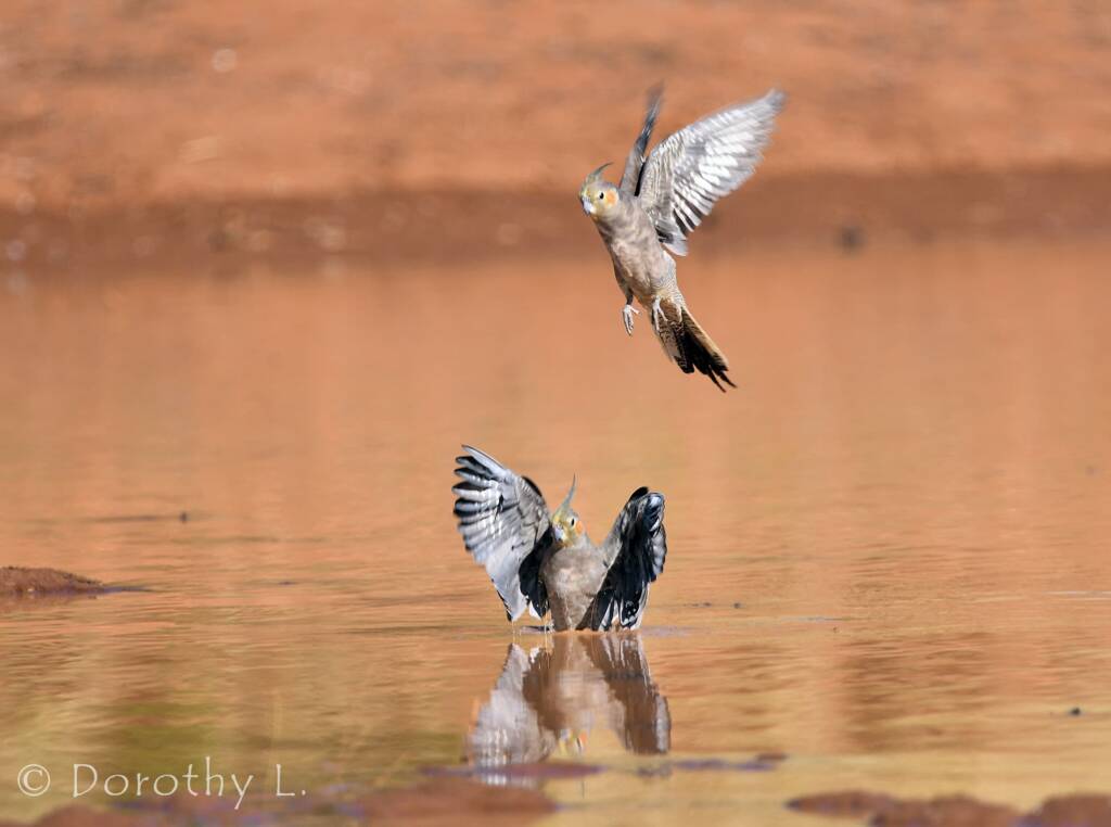 Cockatiels (Nymphicus hollandicus), Kunoth Bore, NT