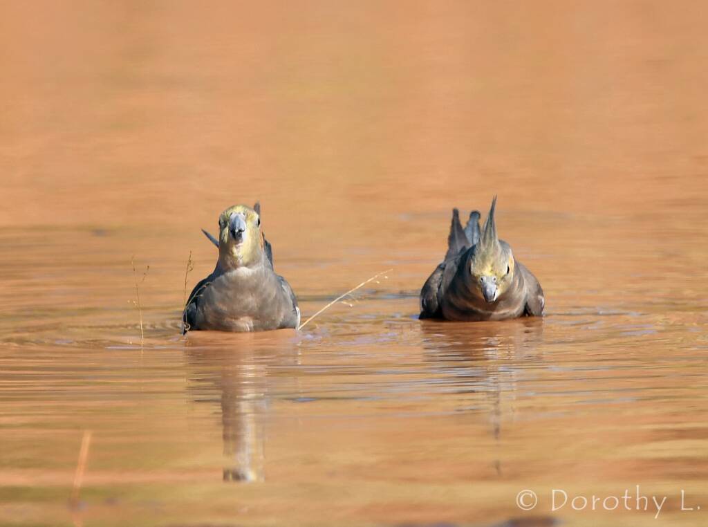 Cockatiels (Nymphicus hollandicus), Kunoth Bore, NT