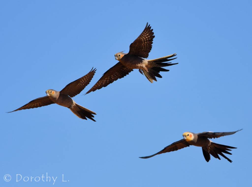 Cockatiels (Nymphicus hollandicus) in flight