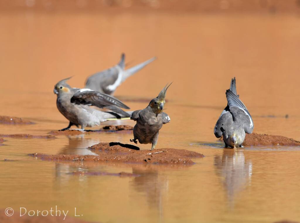 Cockatiels (Nymphicus hollandicus), Kunoth Bore, NT