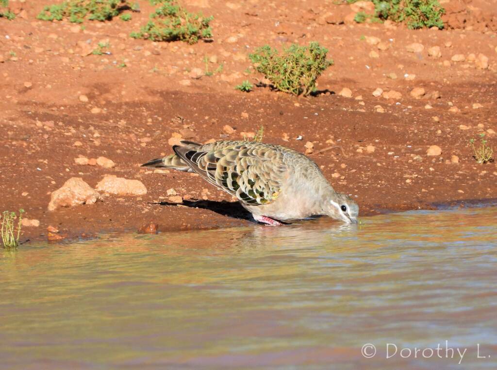 Common Bronzewing (Phaps chalcoptera)