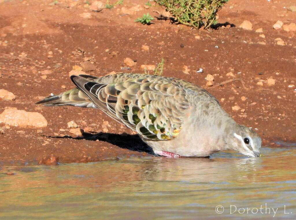 Common Bronzewing (Phaps chalcoptera)