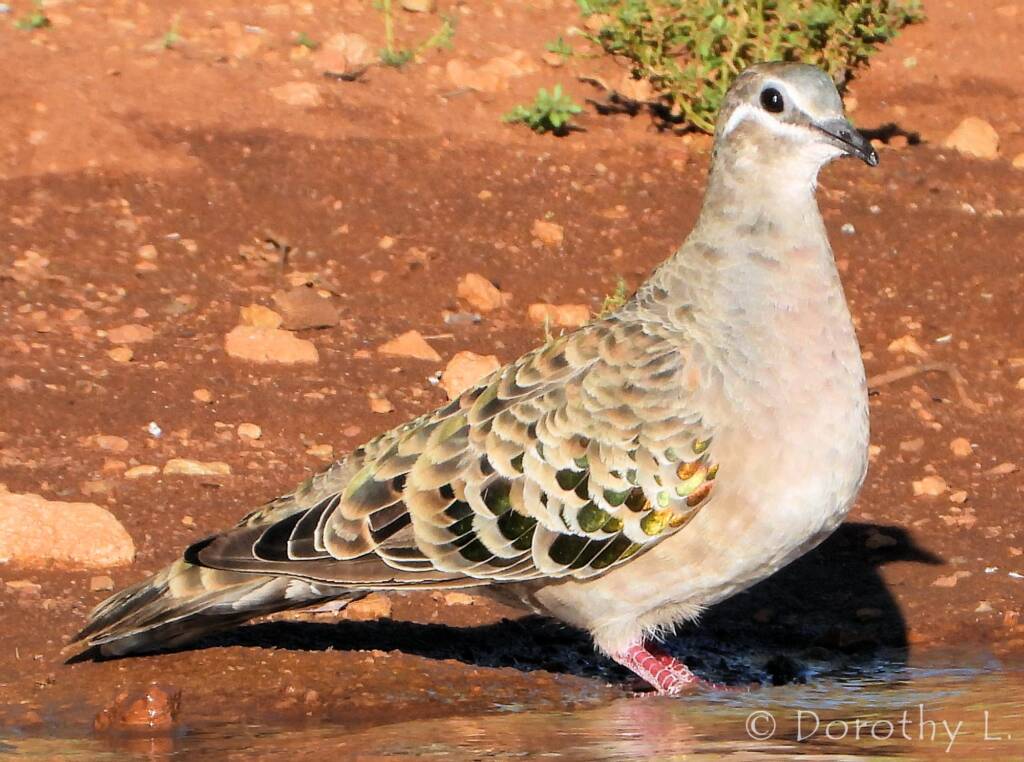 Common Bronzewing (Phaps chalcoptera)