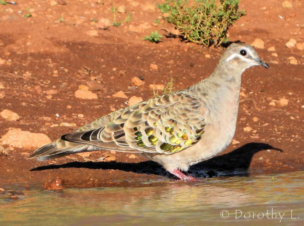 Common Bronzewing (Phaps chalcoptera)