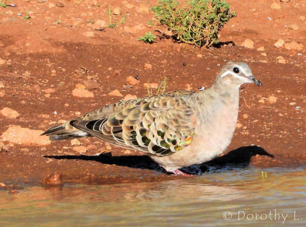 Common Bronzewing (Phaps chalcoptera)