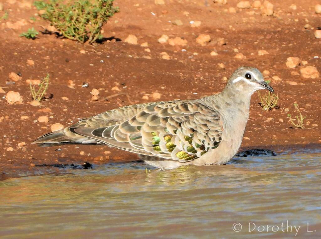 Common Bronzewing (Phaps chalcoptera)