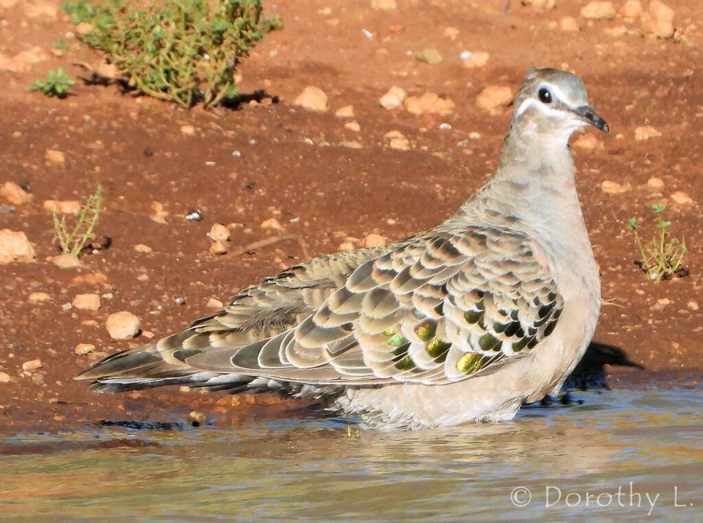 Common Bronzewing (Phaps chalcoptera)