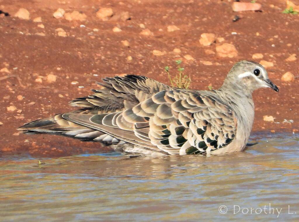 Common Bronzewing (Phaps chalcoptera)