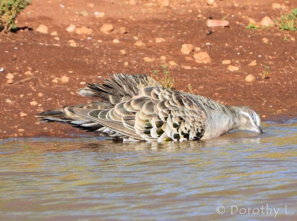 Common Bronzewing (Phaps chalcoptera)
