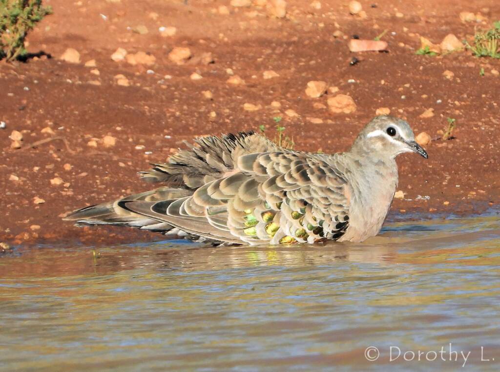 Common Bronzewing (Phaps chalcoptera)