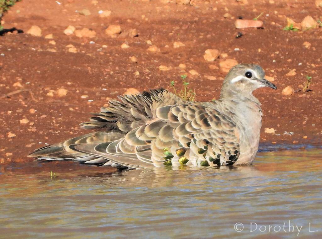 Common Bronzewing (Phaps chalcoptera)