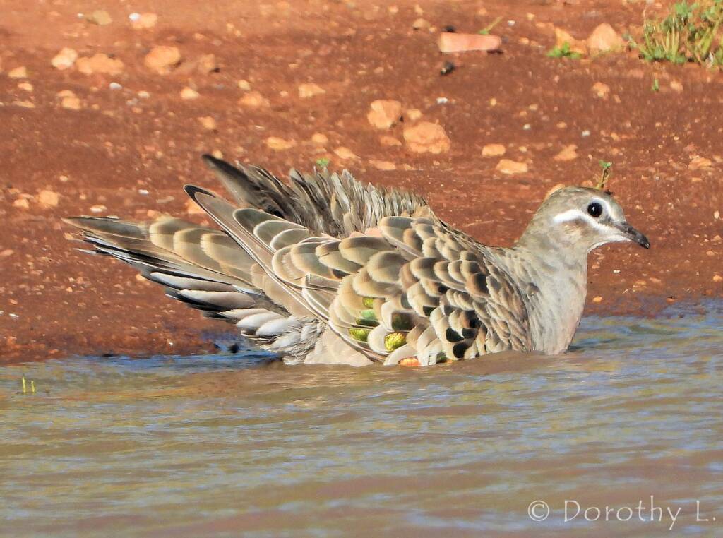 Common Bronzewing (Phaps chalcoptera)