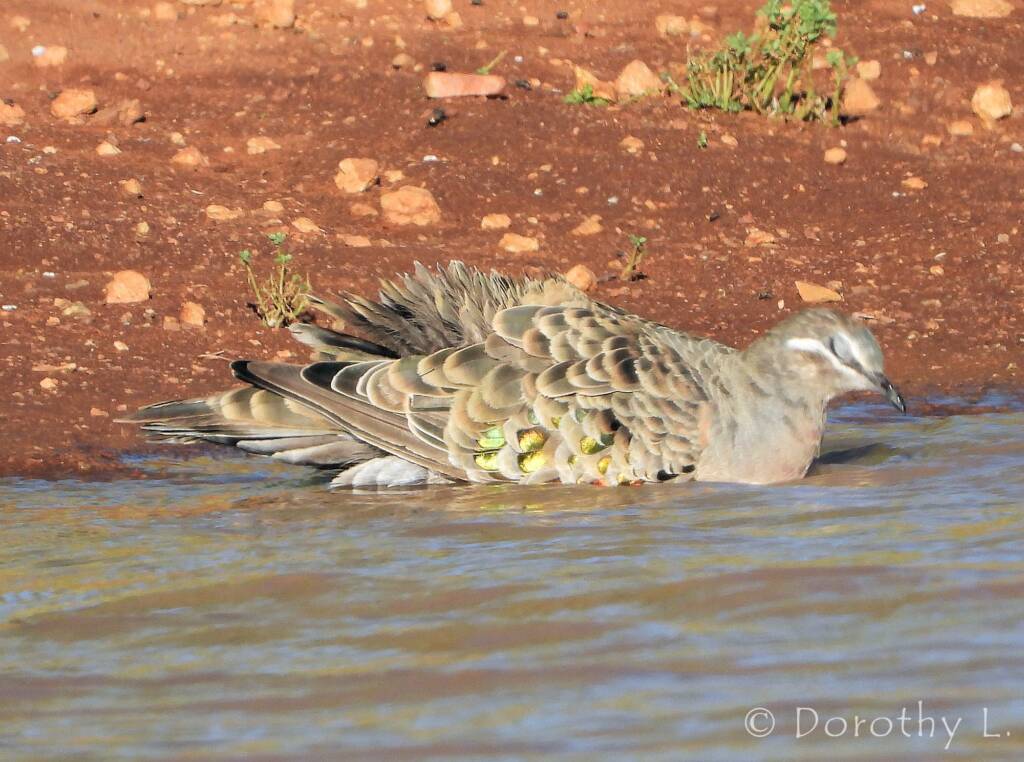 Common Bronzewing (Phaps chalcoptera)