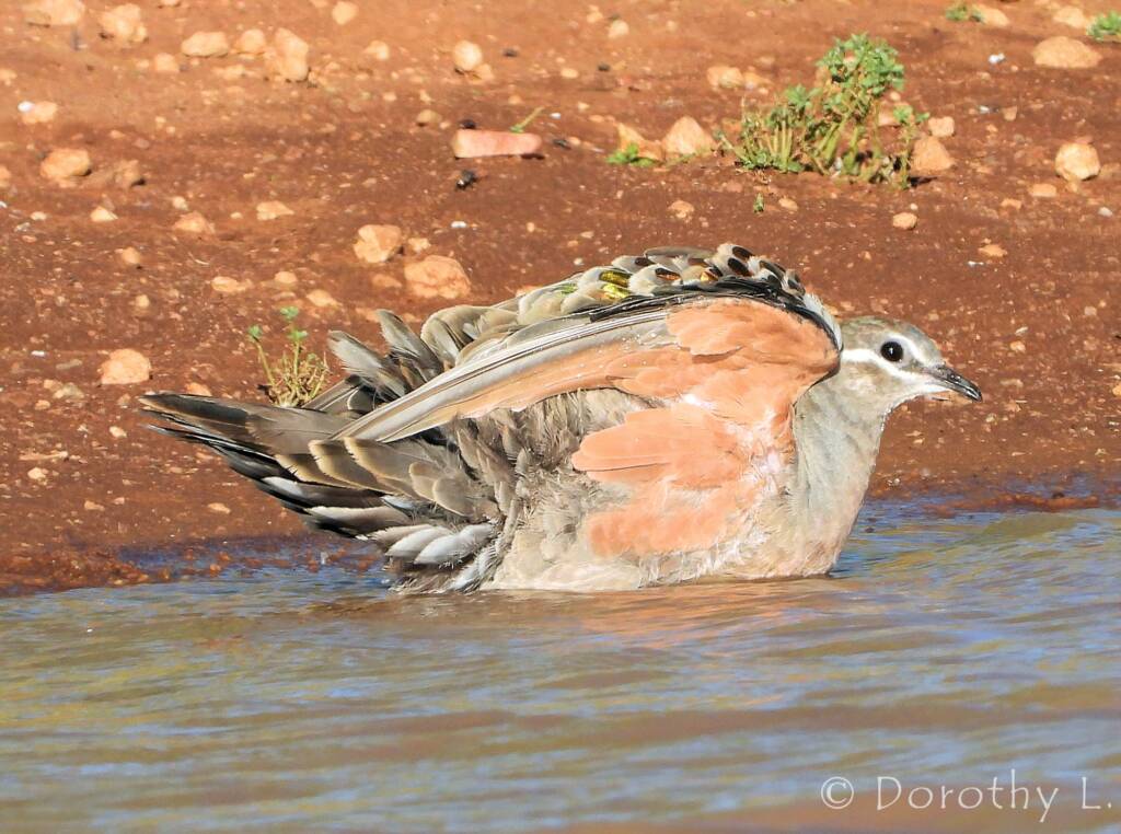 Common Bronzewing (Phaps chalcoptera)