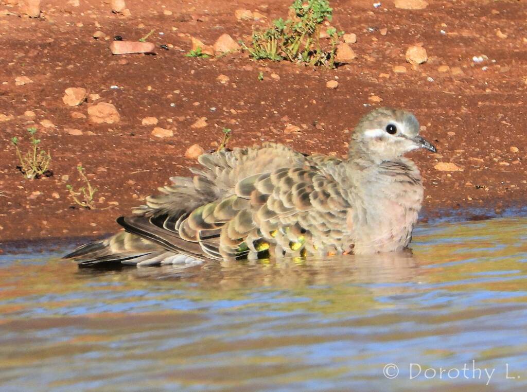 Common Bronzewing (Phaps chalcoptera)