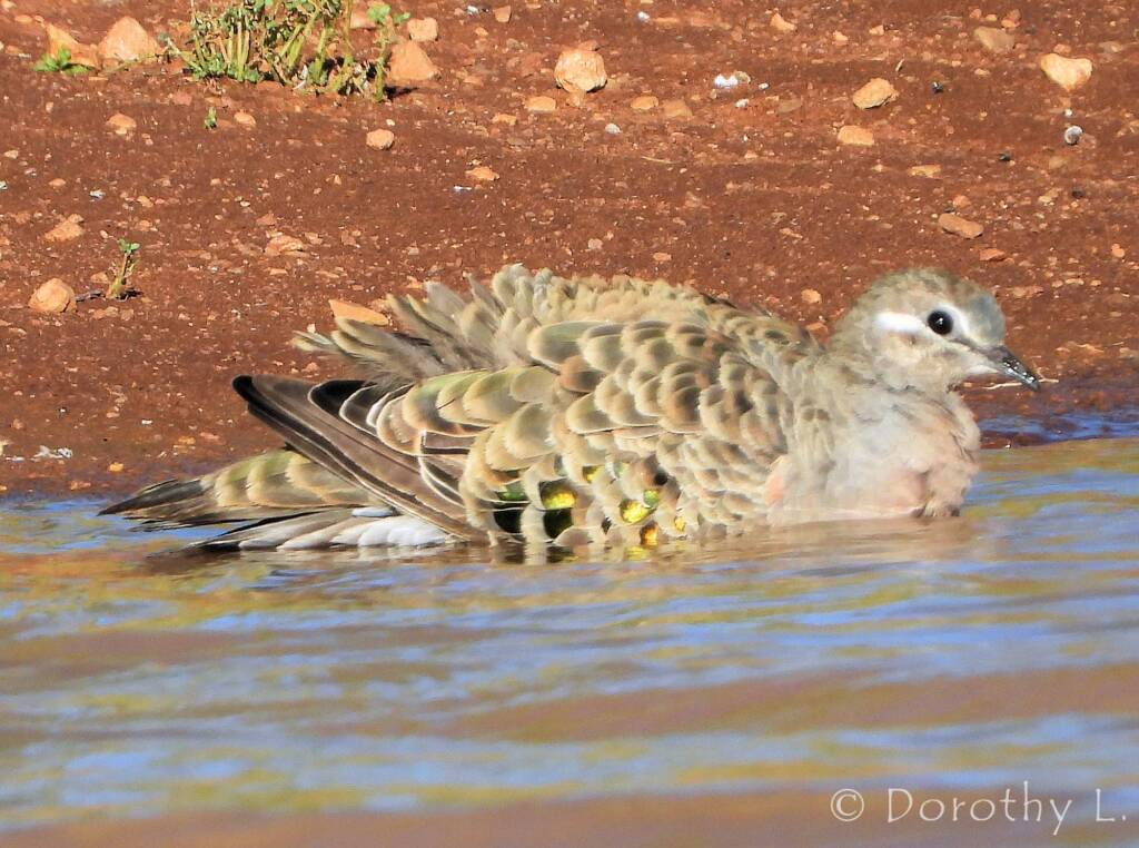 Common Bronzewing (Phaps chalcoptera)