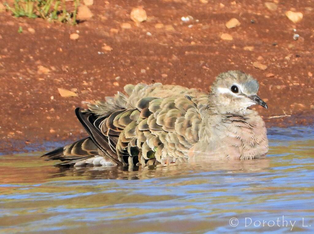 Common Bronzewing (Phaps chalcoptera)