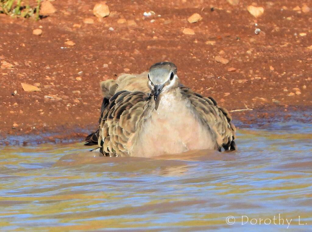 Common Bronzewing (Phaps chalcoptera)