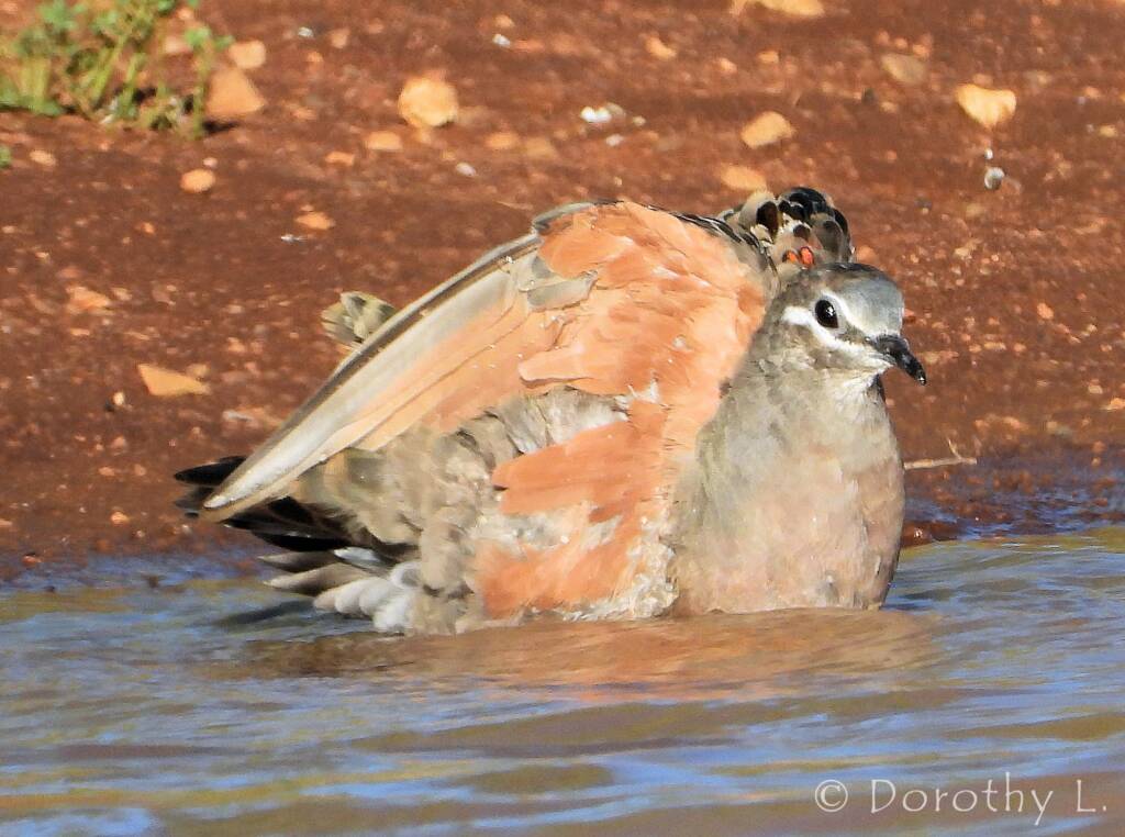 Common Bronzewing (Phaps chalcoptera)