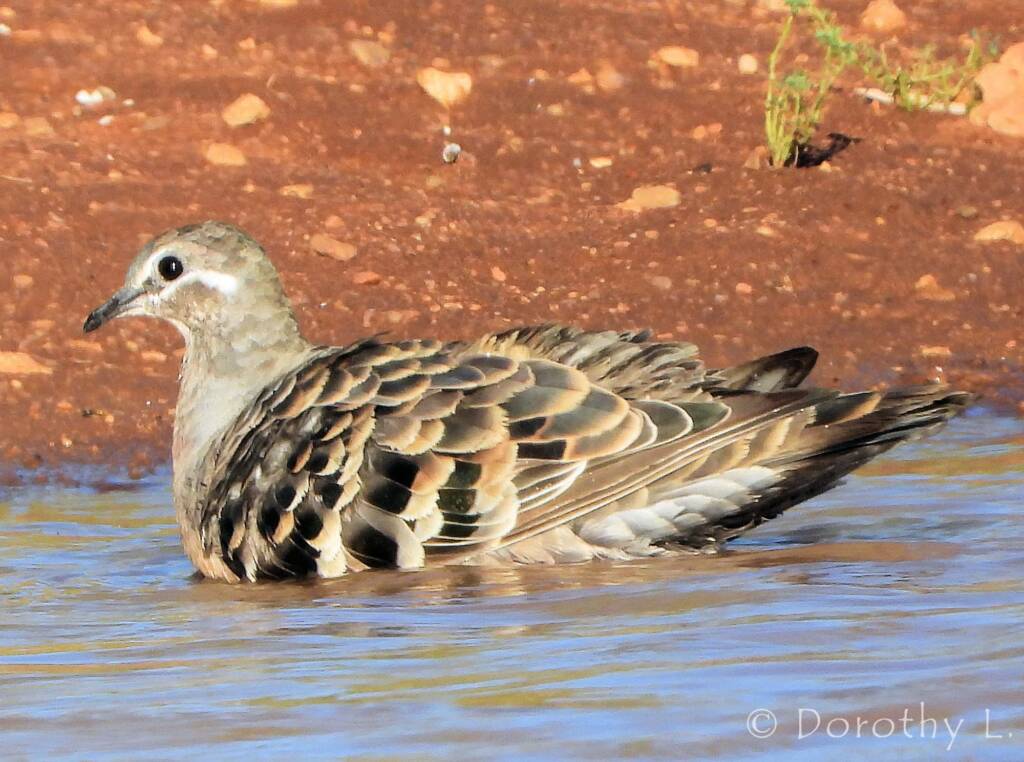 Common Bronzewing (Phaps chalcoptera)