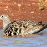 Common Bronzewing (Phaps chalcoptera)