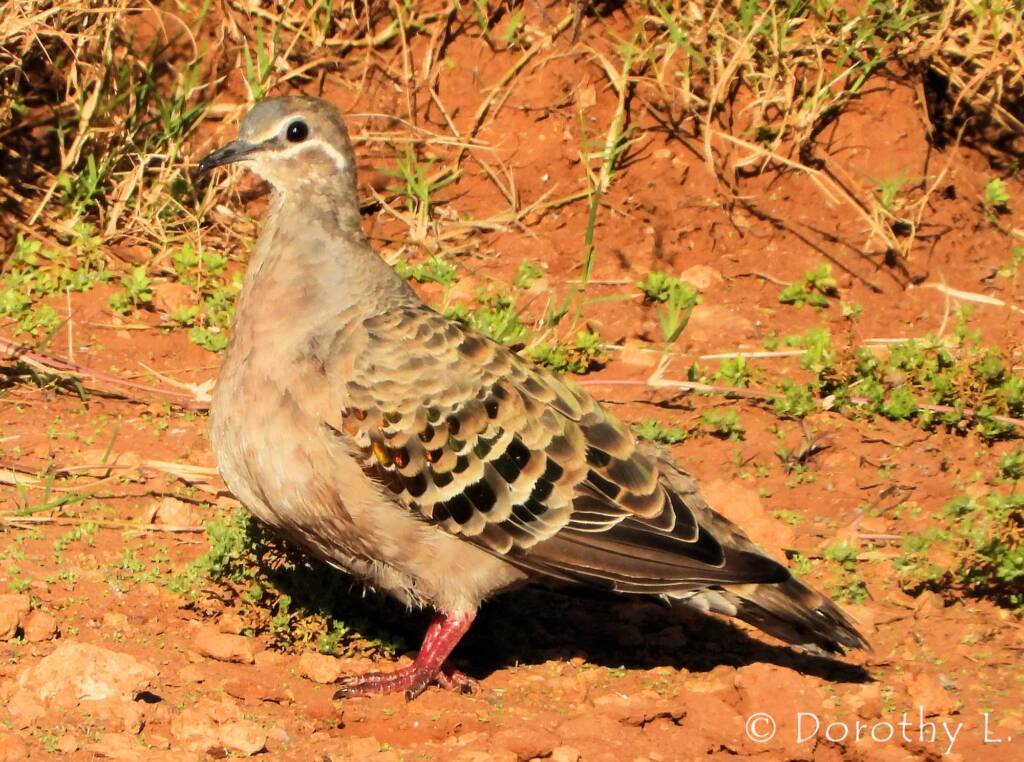 Common Bronzewing (Phaps chalcoptera)