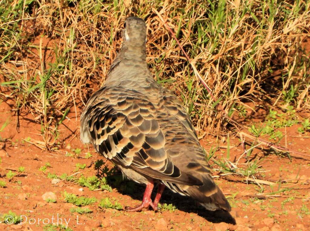 Common Bronzewing (Phaps chalcoptera)