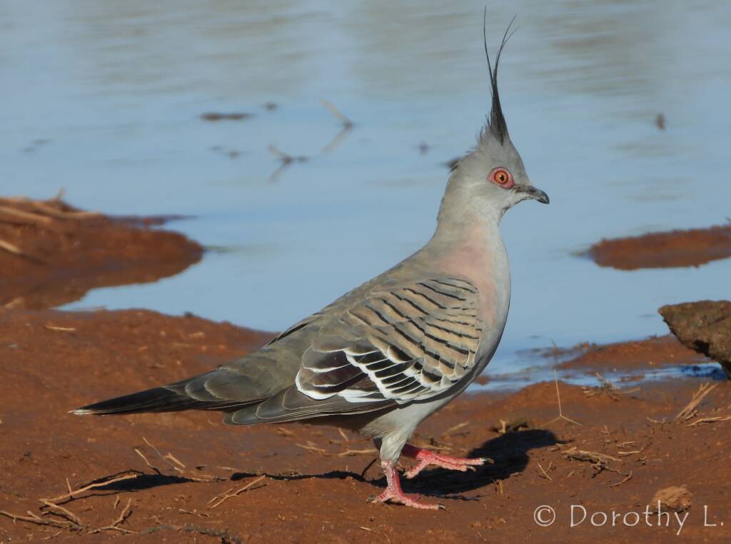 Crested Pigeon (Ocyphaps lophotes)