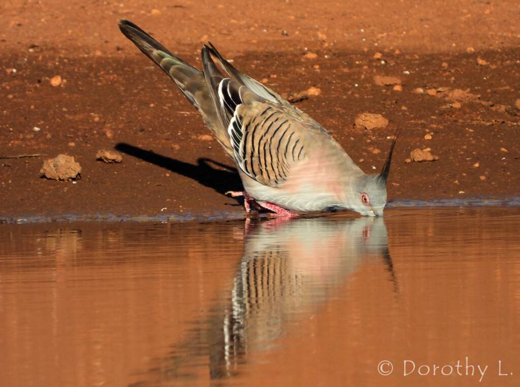 Crested Pigeon (Ocyphaps lophotes)