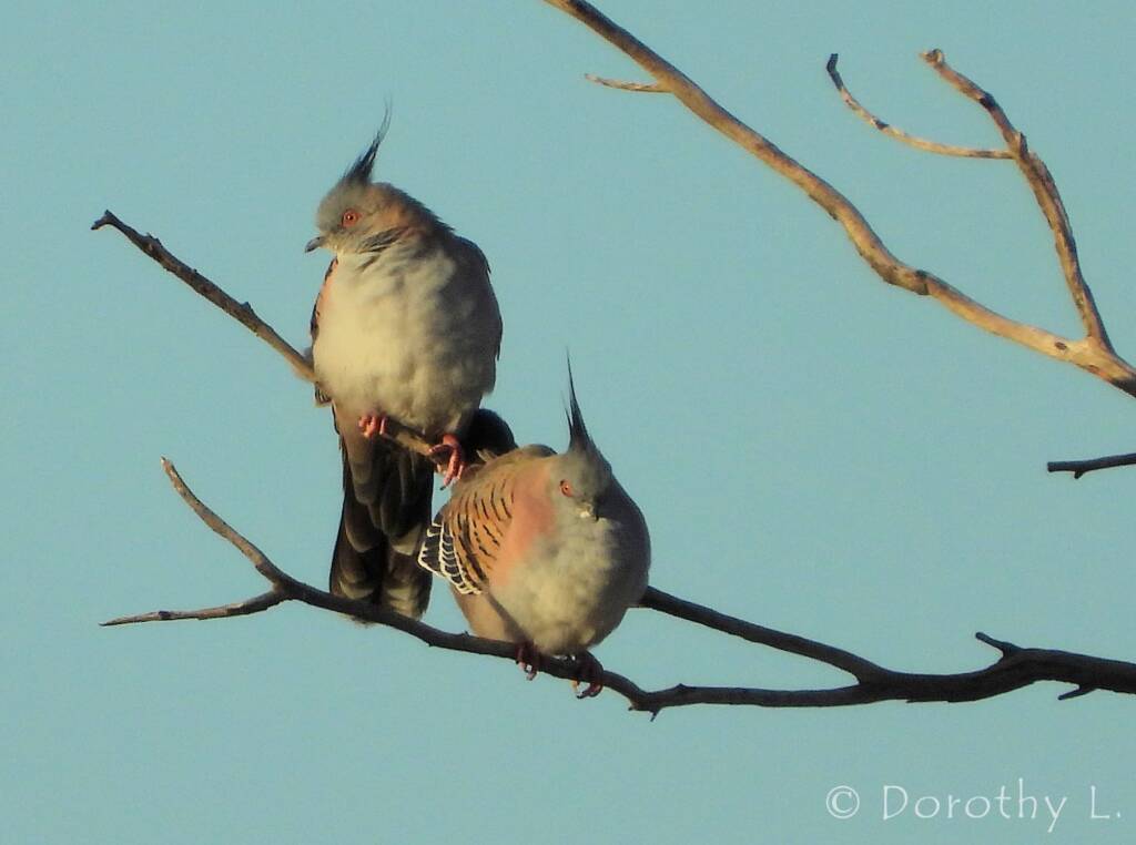 Crested Pigeon (Ocyphaps lophotes)