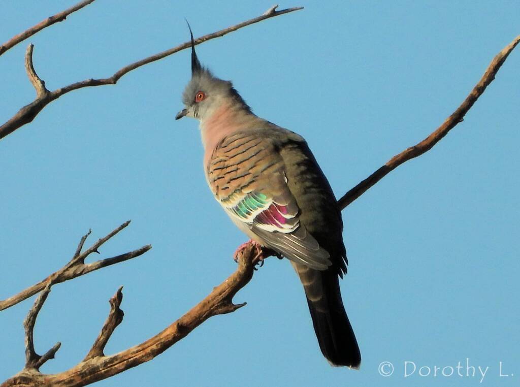 Crested Pigeon (Ocyphaps lophotes), Kunoth Bore, NT