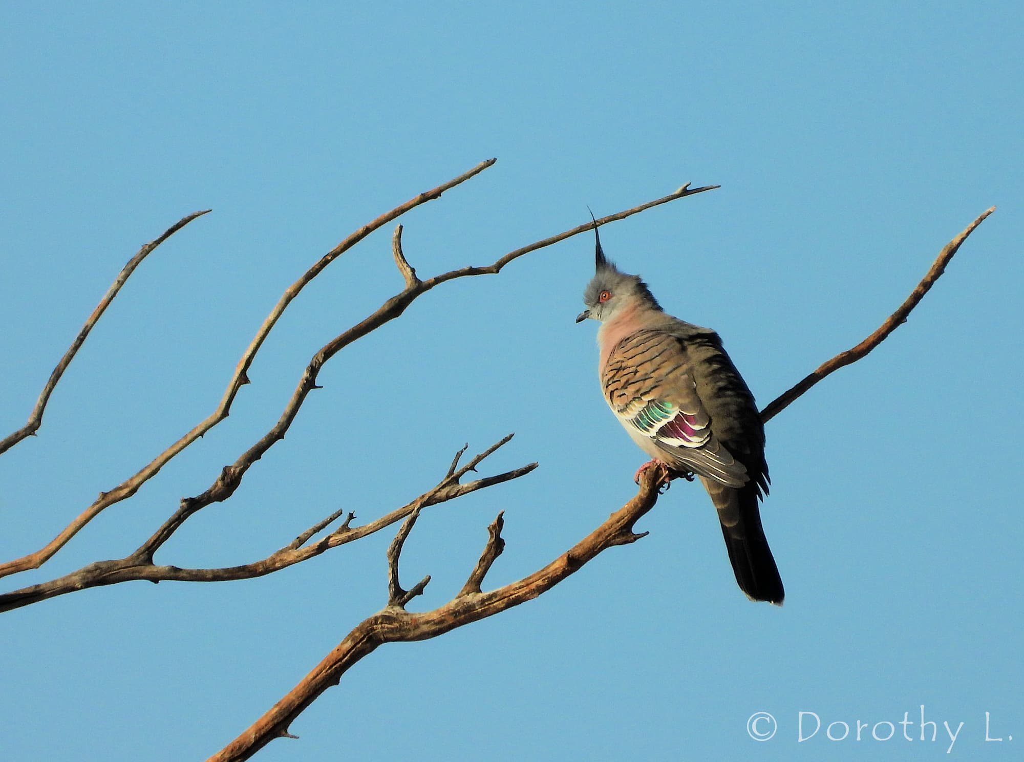 Crested Pigeon (Ocyphaps lophotes), Kunoth Bore, NT
