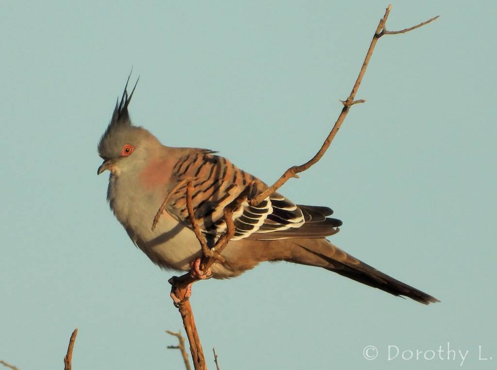 Crested Pigeon (Ocyphaps lophotes)