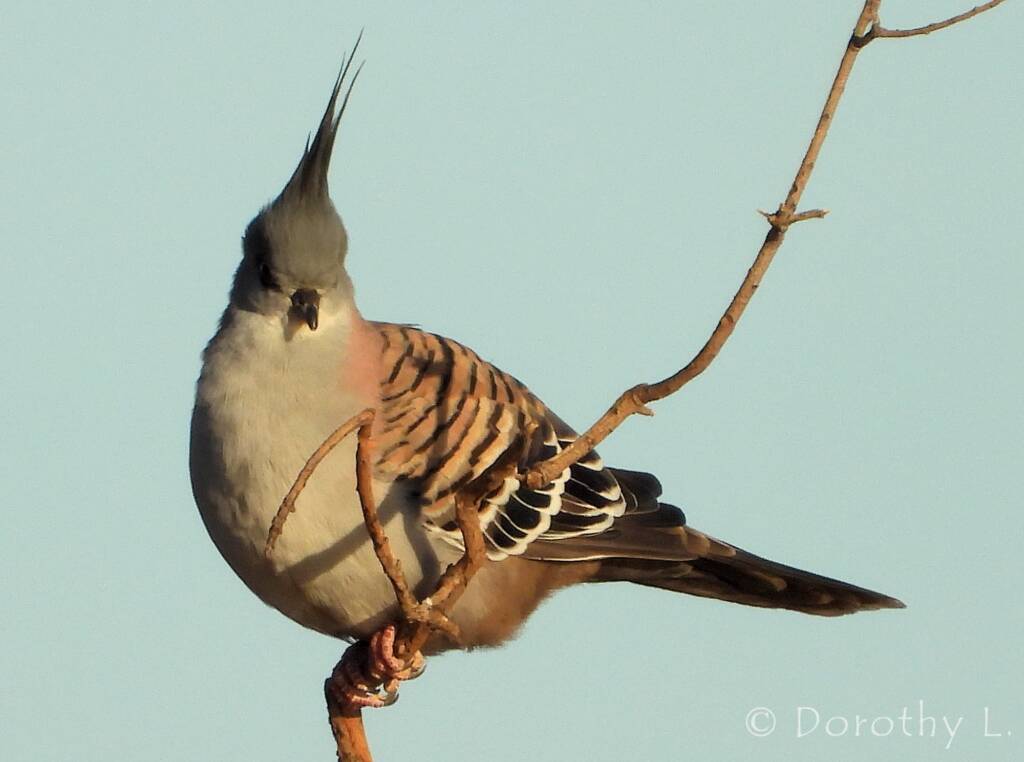 Crested Pigeon (Ocyphaps lophotes)