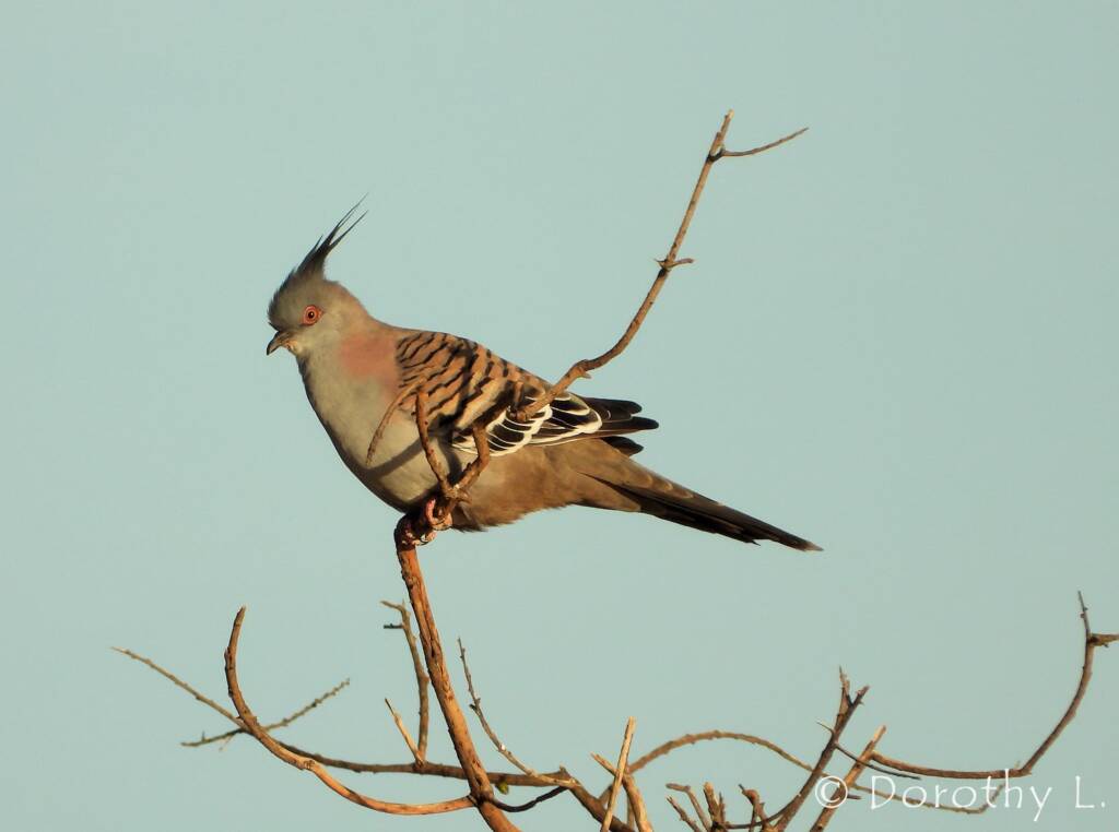 Crested Pigeon (Ocyphaps lophotes)