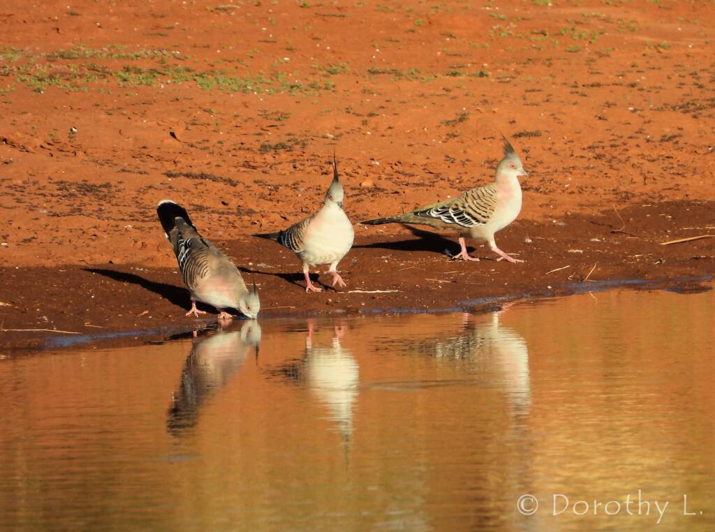 Crested Pigeons (Ocyphaps lophotes)