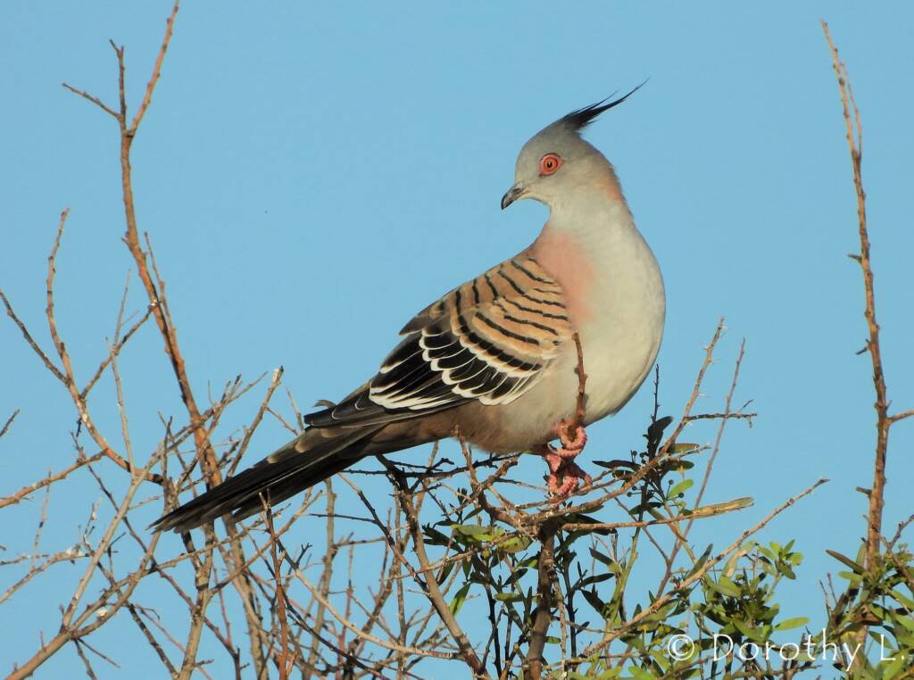 Crested Pigeon (Ocyphaps lophotes)